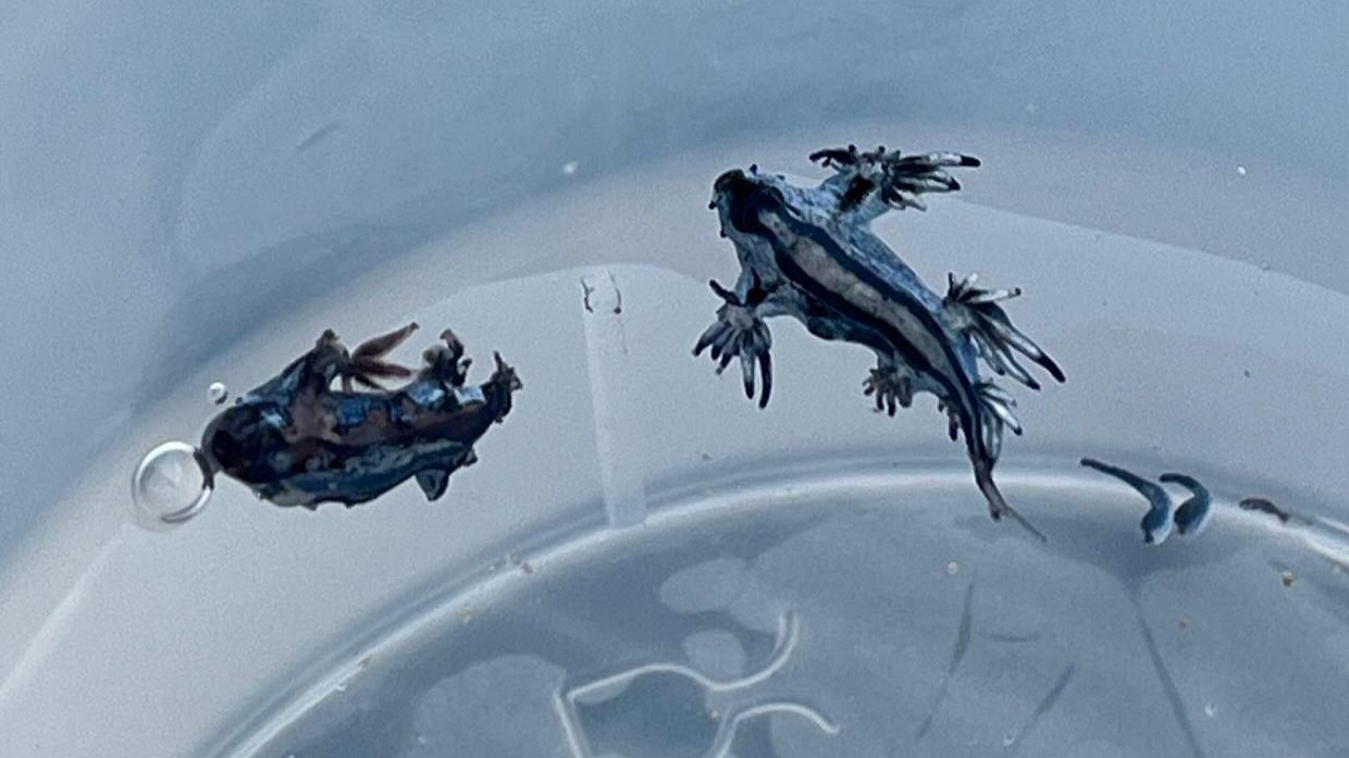 Dragonets blaus detectats en aigües de Guardamar del Segura i que han obligat a tacar les platges