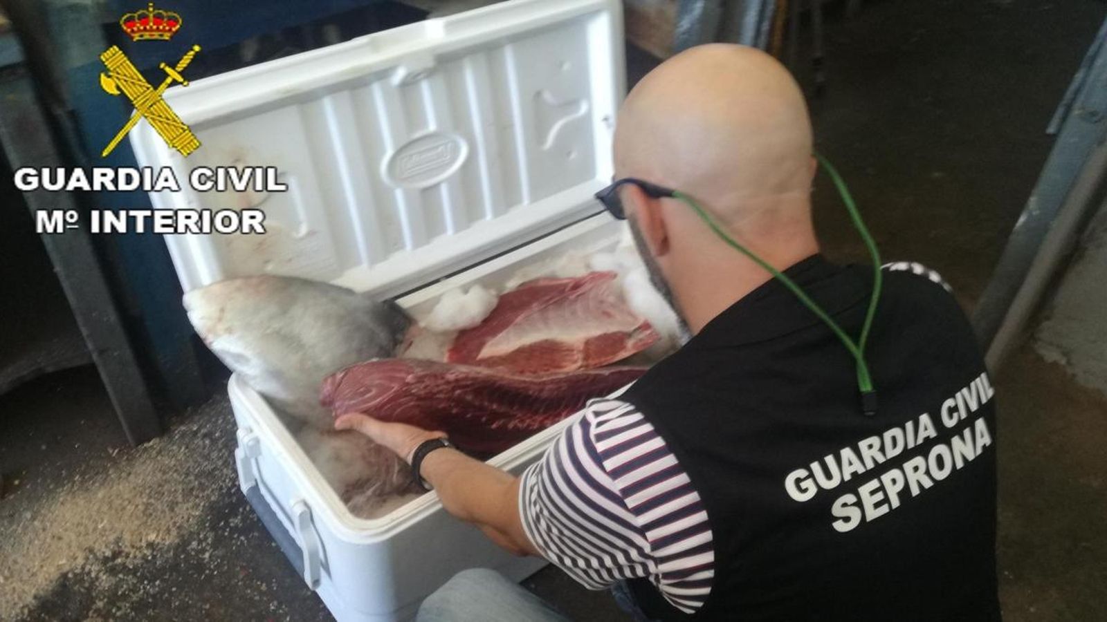 Tonyina roja intervinguda al Perelló