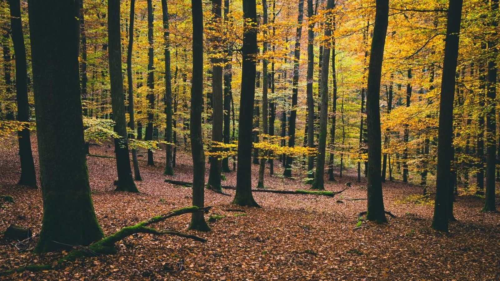 Els científics demanen prudència a l'hora de sospesar la plantació massiva d'arbres com a solució al canvi climàtic