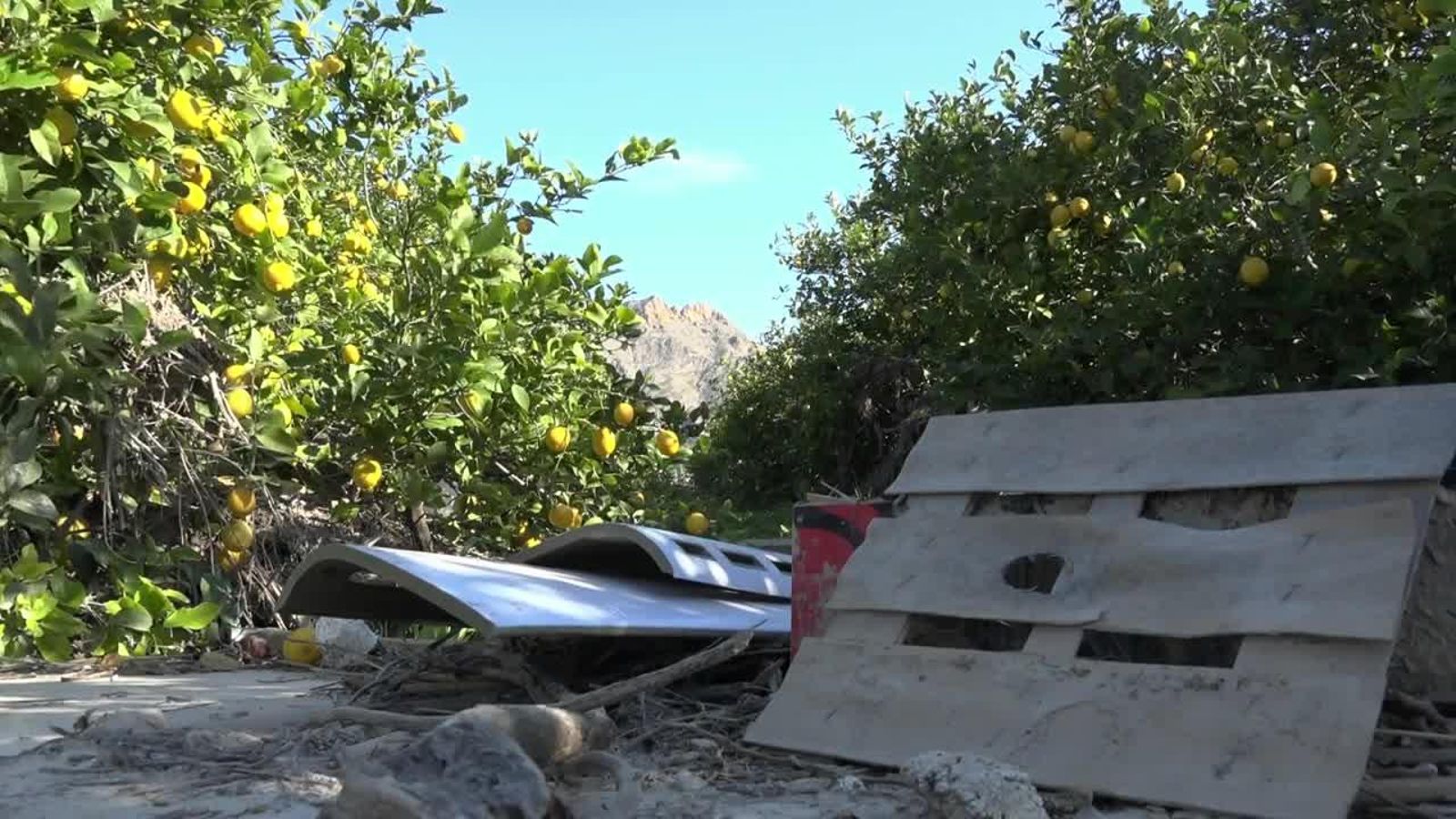 Danys del temporal de pluges en una explotació de cítrics, en una imatge d'arxiu