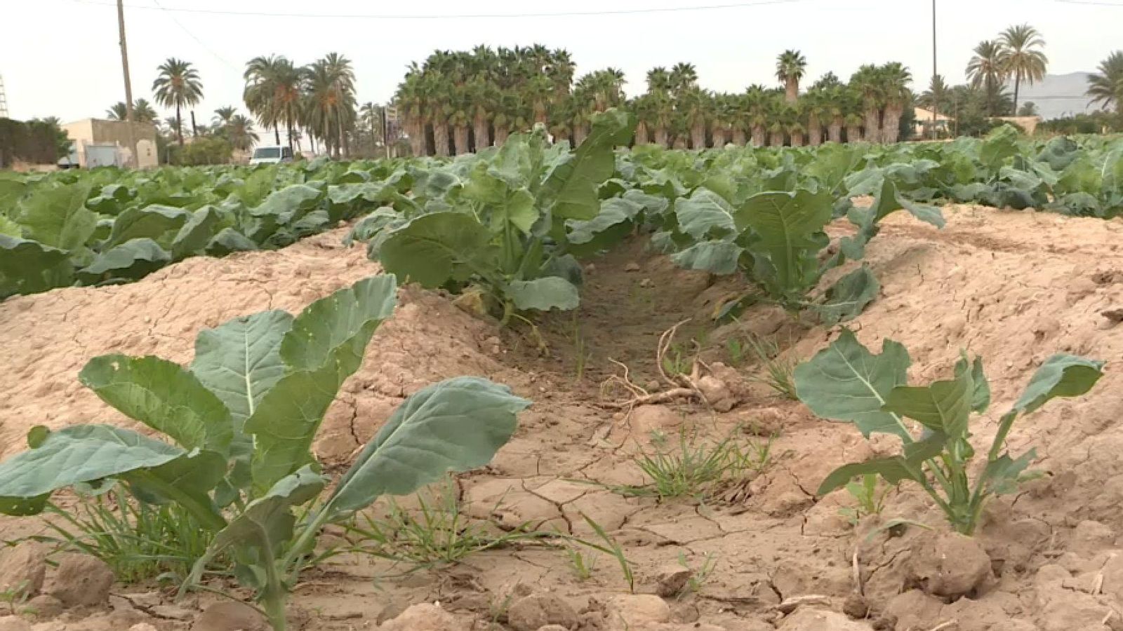 Un camp d'hortalisses de les comarques del sud, amenaçades per la falta d'aigua per al rec si no s'amplien les assignacions del Tajo-Segura