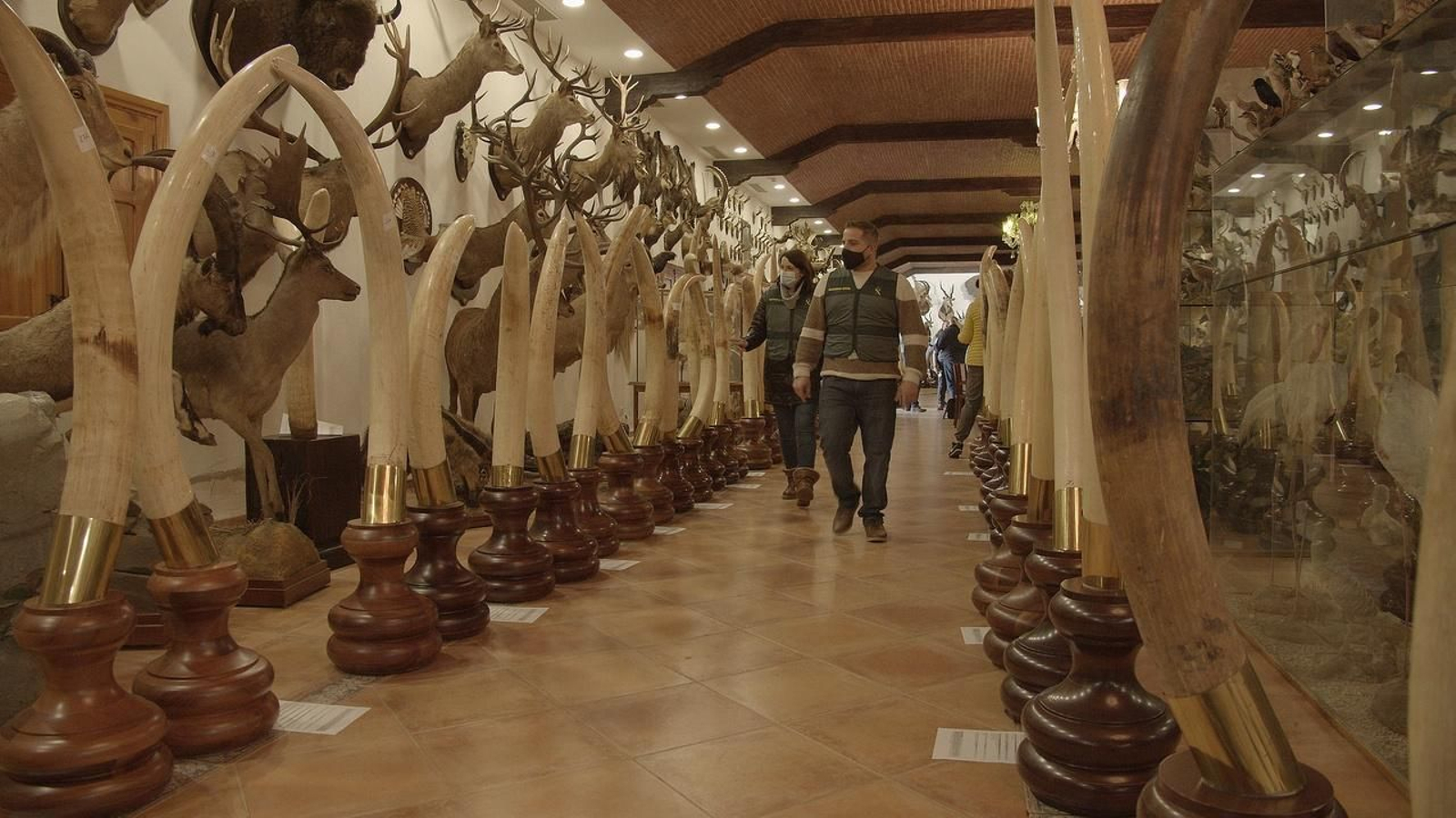 El Seprona ha trobat en la nau un zoològic de més de mil animals dissecats, valorat en 29 milions d'euros