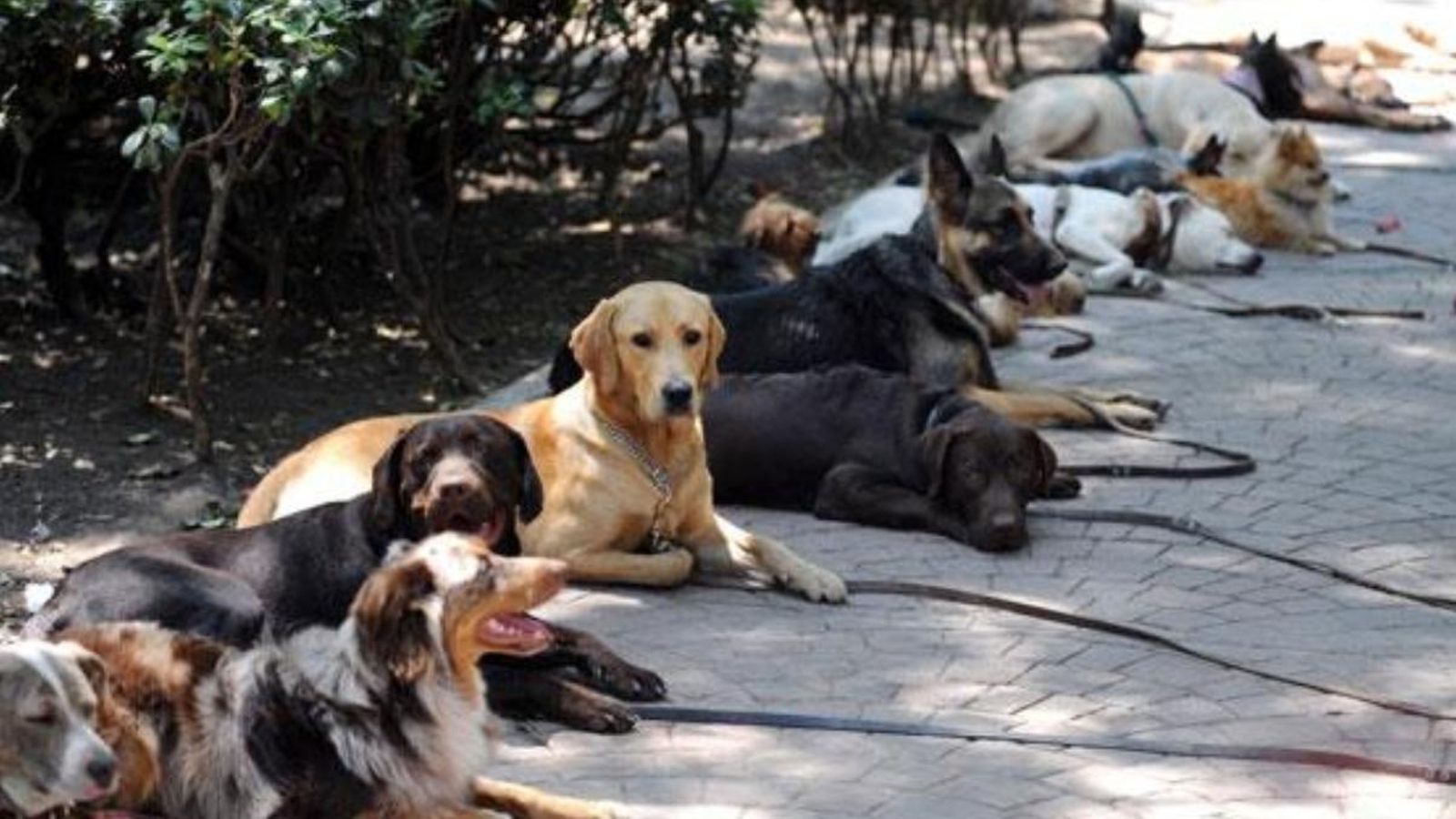 Imatge d'arxiu de gossos en un parc