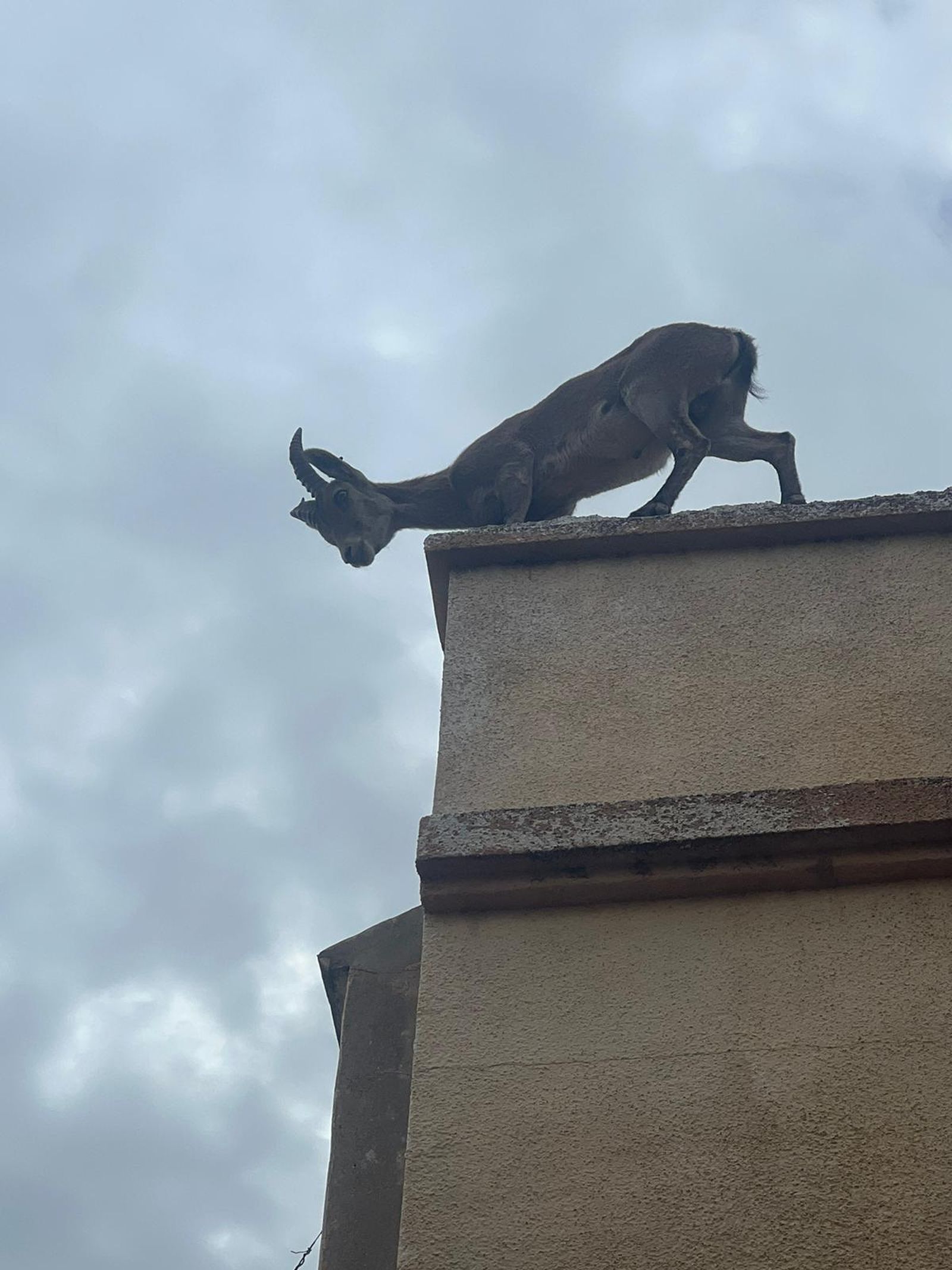 Detall de l'entremaliada cabra