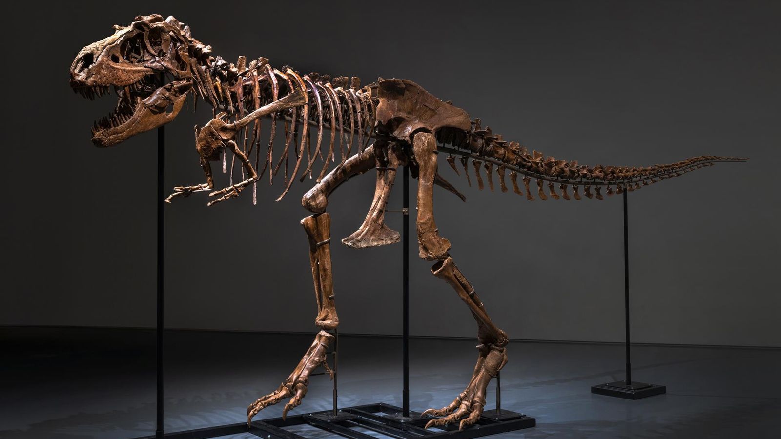 Esquelet del gorgosaure que subhastarà Sotheby's