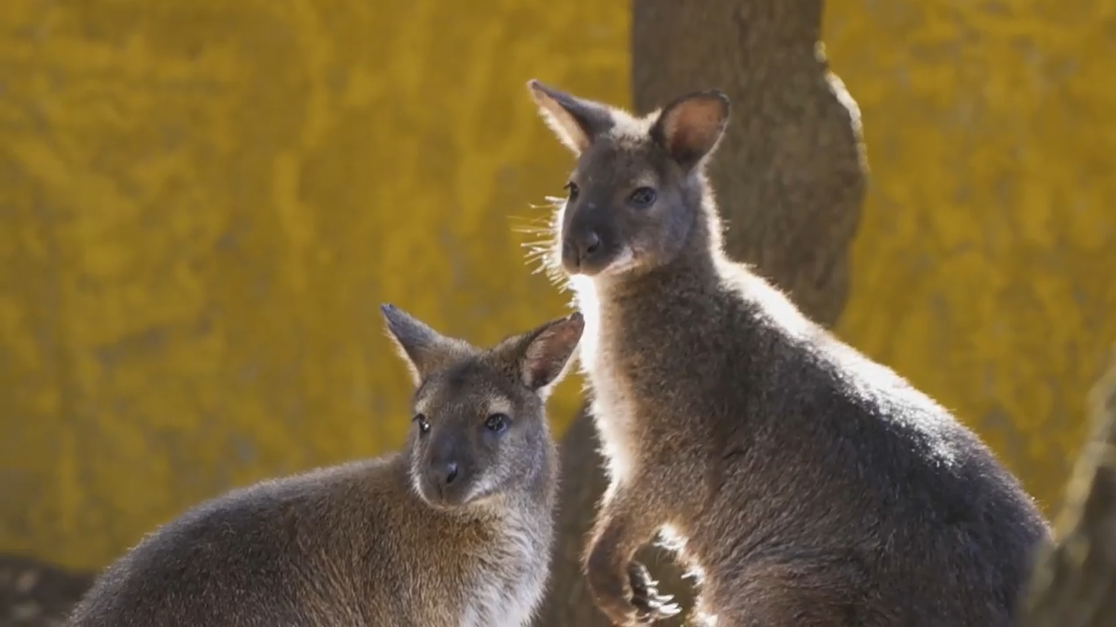 Animalades | Amor de mare i cures humanes