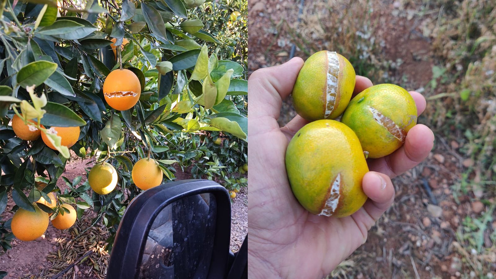 Cítrics clivellats a causa de la falta de pluja