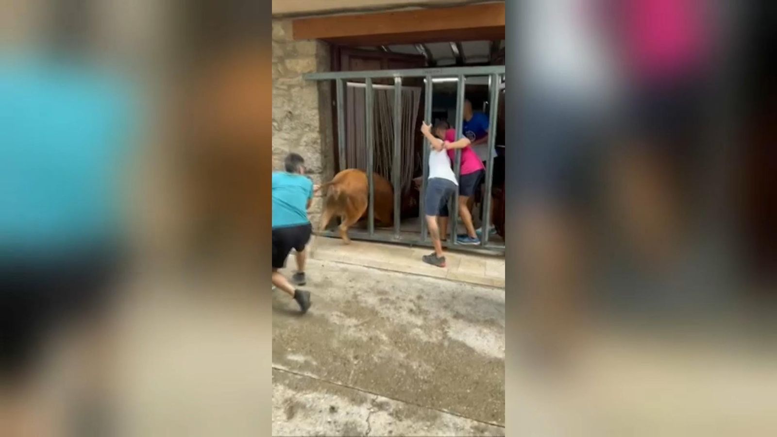 Una vaca tracta d'entrar en una vivenda de Portell de Morella