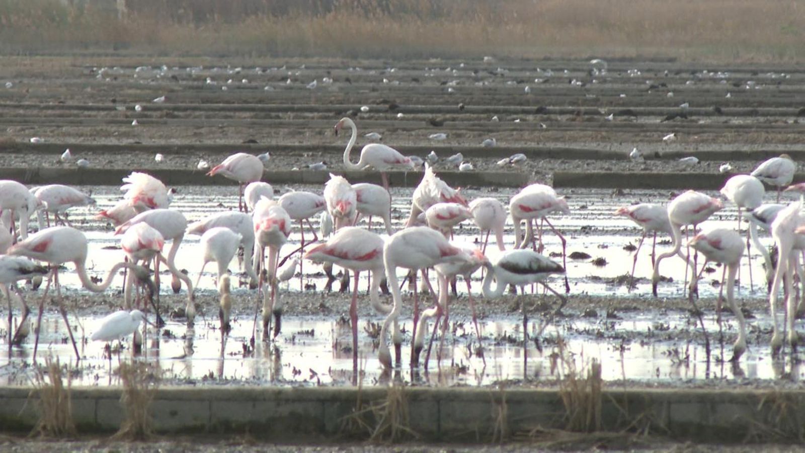 Ribó trau pit sobre la gestió de l'Albufera