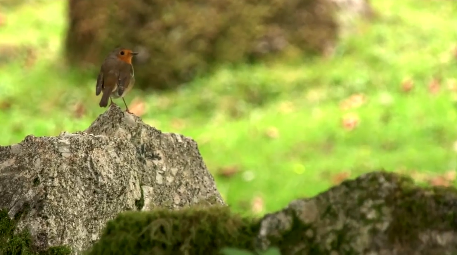 No podeu deixar de visitar el parc nacional de Dartmoor