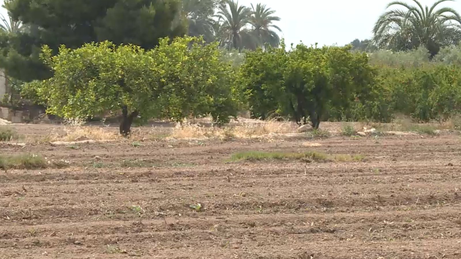 Els regants de l'Alt Vinalopó defensen la necessitat de compensar el tancament dels aqüífers que exploten actualment amb una quantitat garantida del Xúquer
