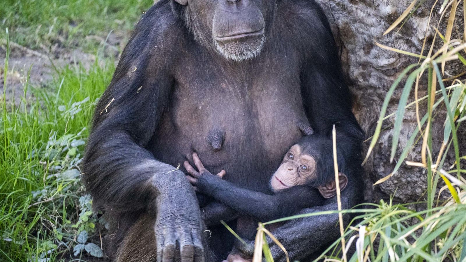 La ximpancé Cala amb sa mare al Bioparc