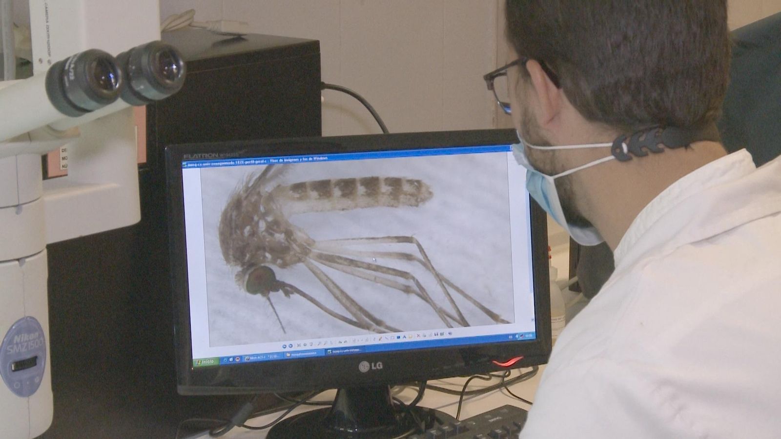 Imatge d'arxiu d'investigadors de la UEx que estudien el mosquit que transmet el virus del Nil