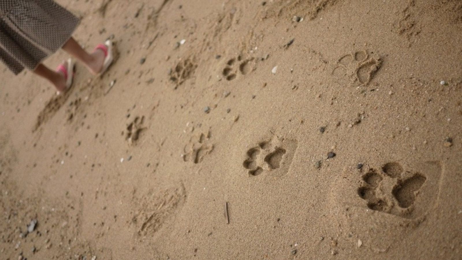 La raça no figurava en la llista de gossos “potencialment perillosos”