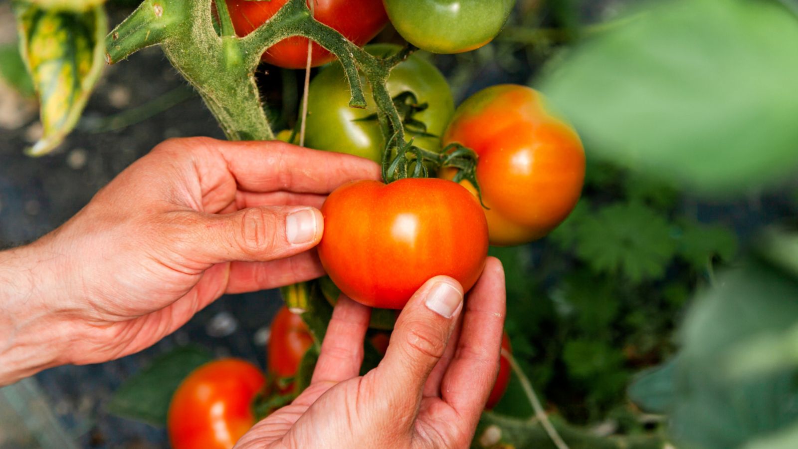 04.07.2022 | Biocontrol o com substituir els químics en l’agricultura valenciana