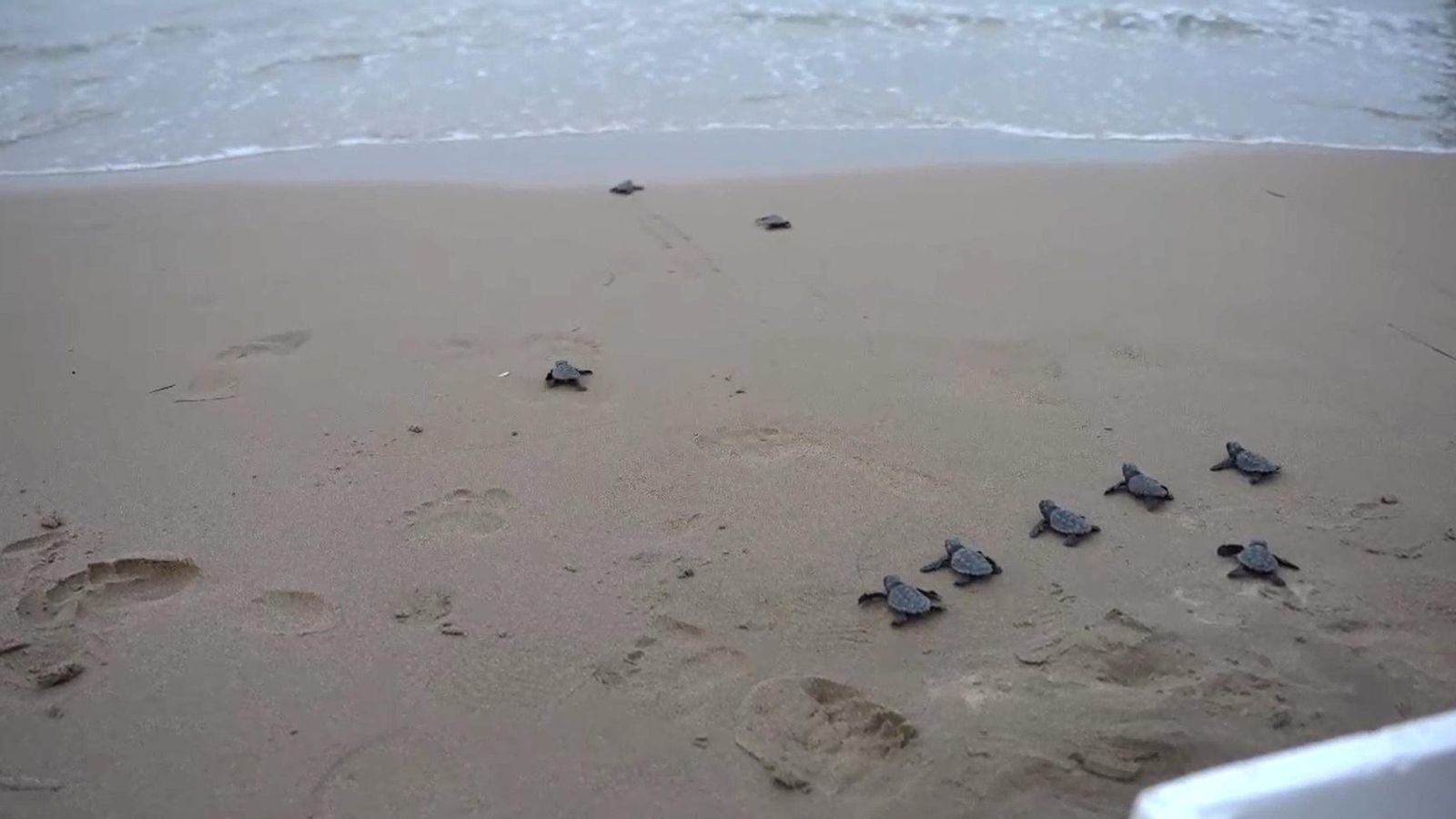 Tortugues marines