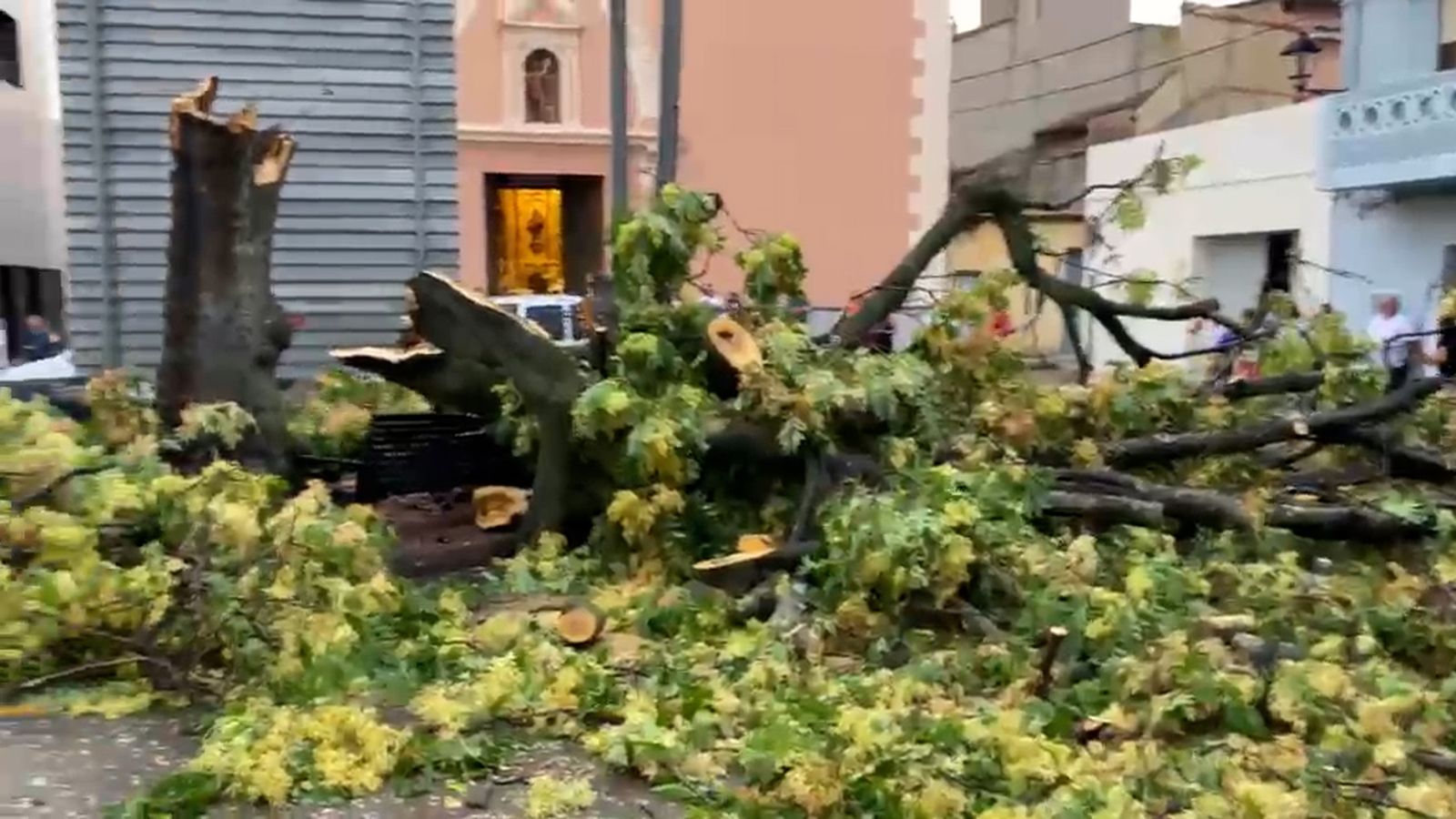 Arbre caigut a la plaça de l'Església d'Estivella
