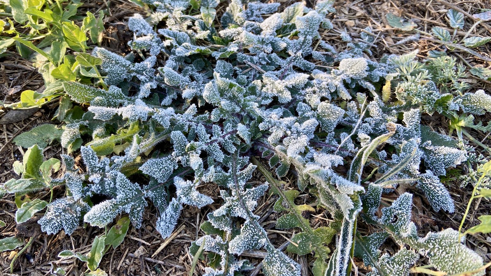 LA JANA, EL BAIX MAESTRAT