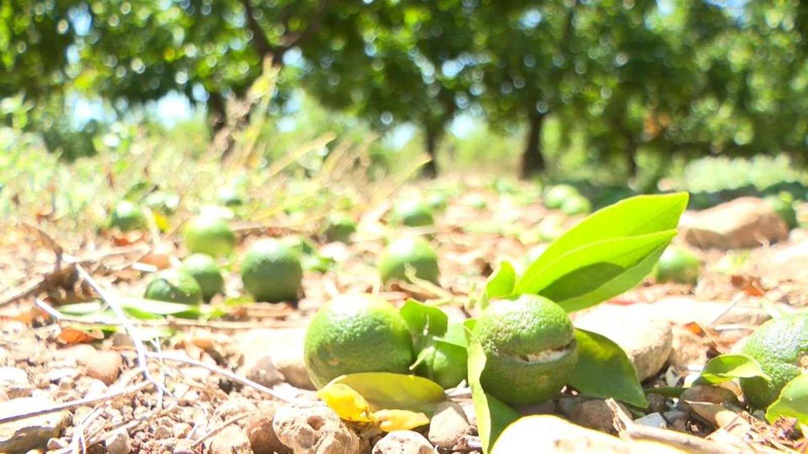 Des de La Unió estimen que les tempestes d'este dissabte podrien suposar vint milions de pèrdues