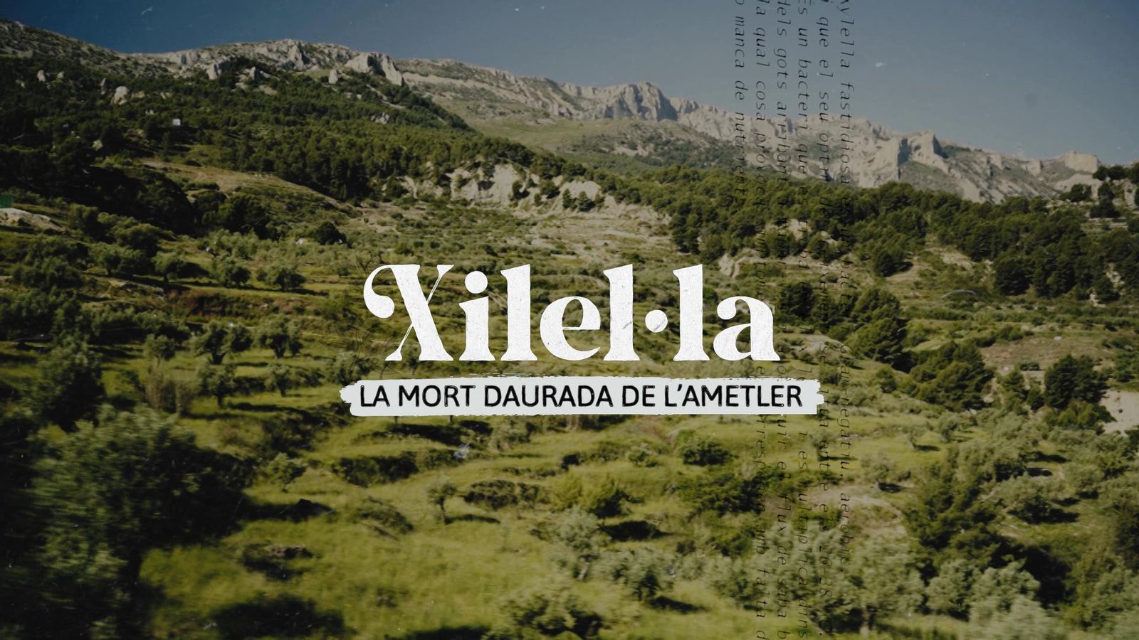 Xilel·la. La mort daurada de l'ametler | CAPÍTOL 1