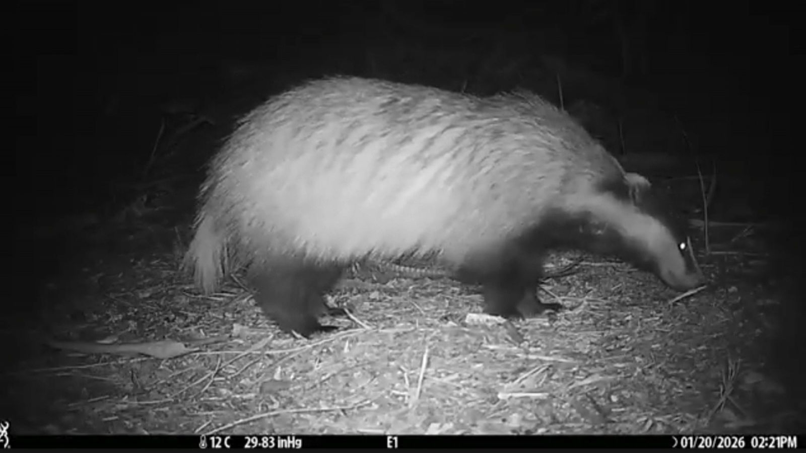 Capten un teixó a la recerca de menjar al parc Natural del Fondo d'Elx