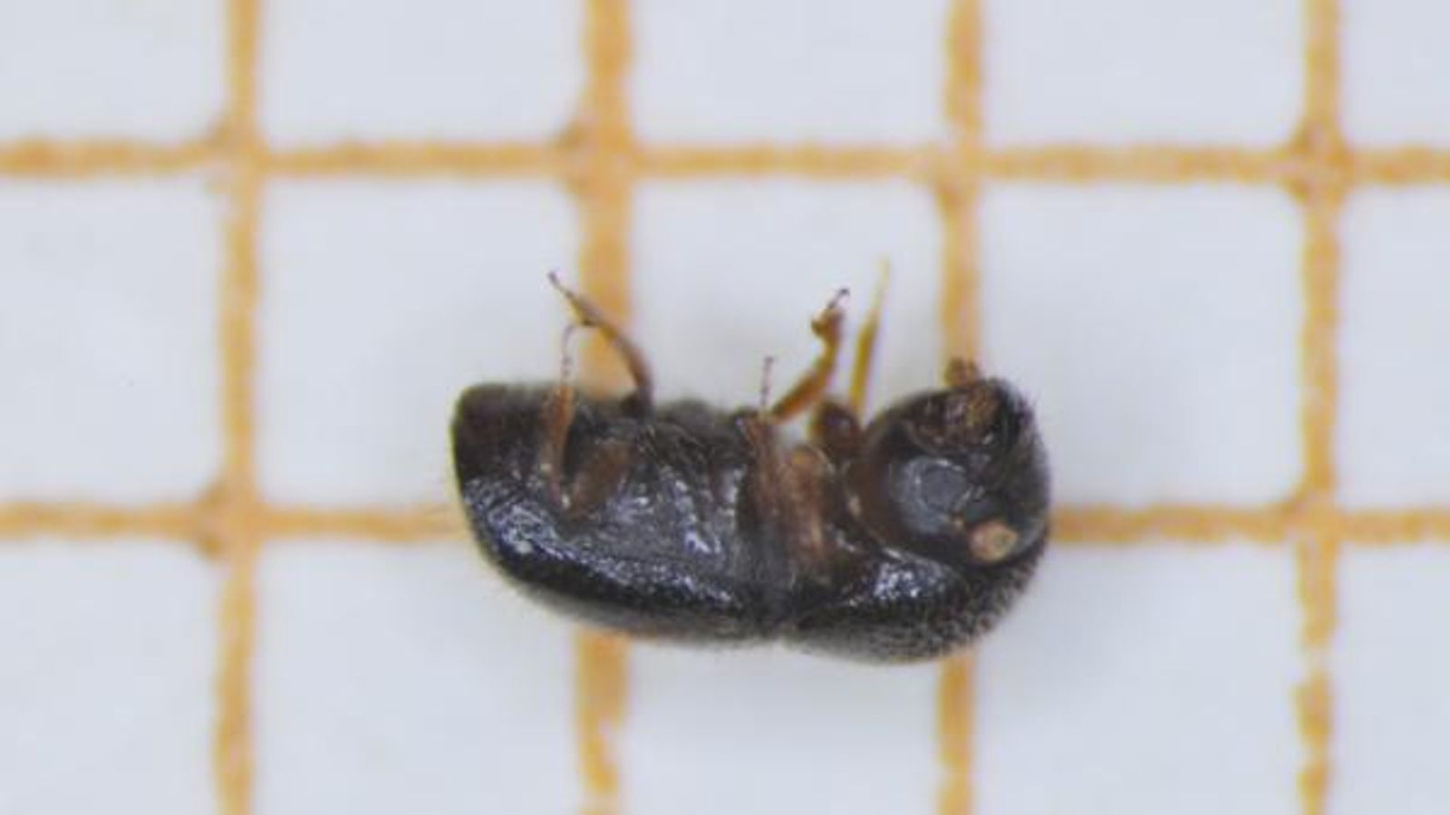 Un dels exemplars de 'Xylosandrus compactus' identificats a Mallorca