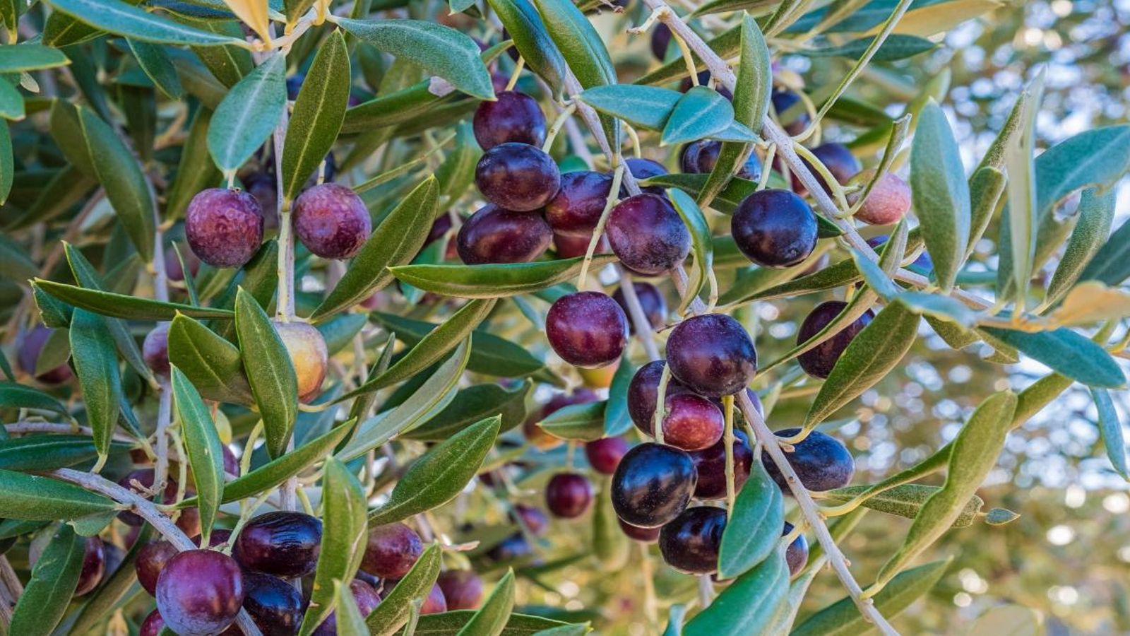 L'oli i el vi són alguns dels productes valencians més perjudicats per la pujada dels aranzels anunciada