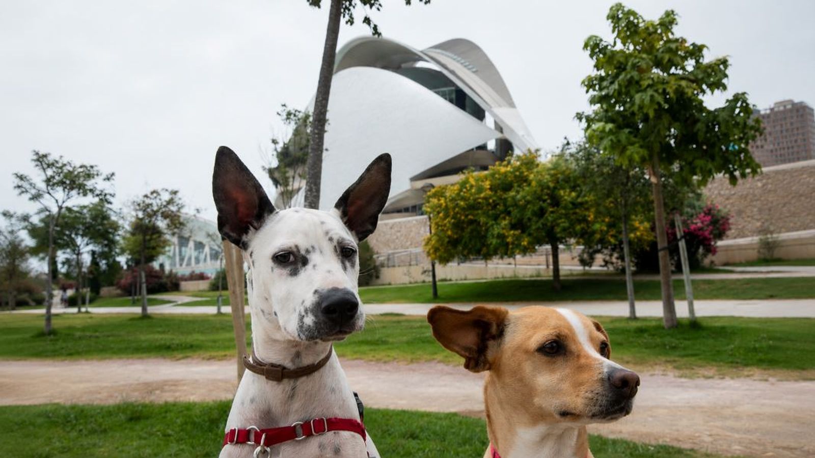 València difon recomanacions per a protegir les mascotes durant l'eclipsi solar del 12 d'agost