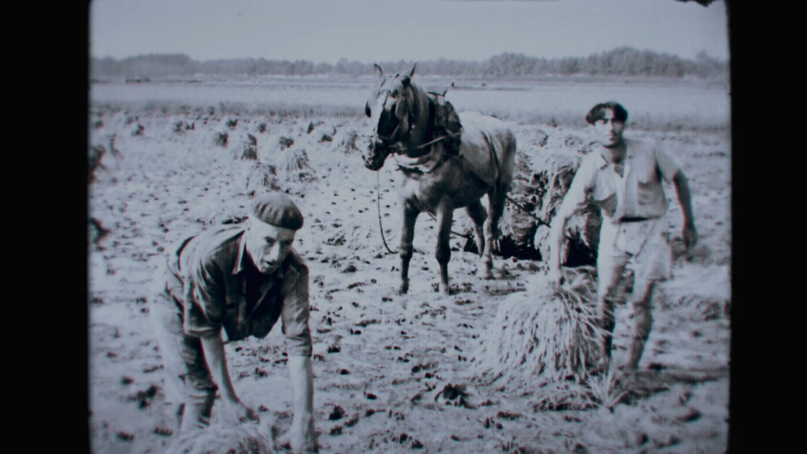 Llaurador a Almussafes, als anys setanta