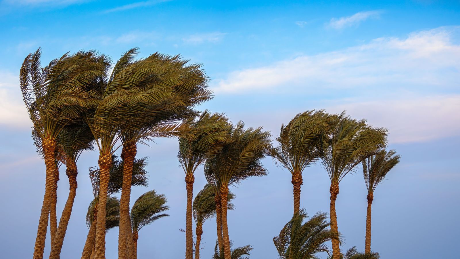 Palmeres afectades pel vent