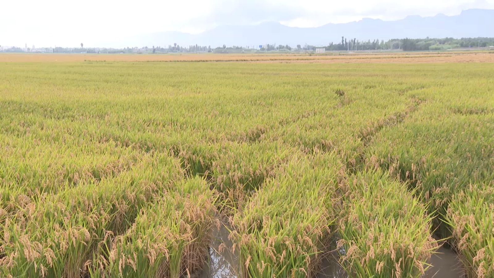 L’Albufera rep tona i mitja de pesticides cada any