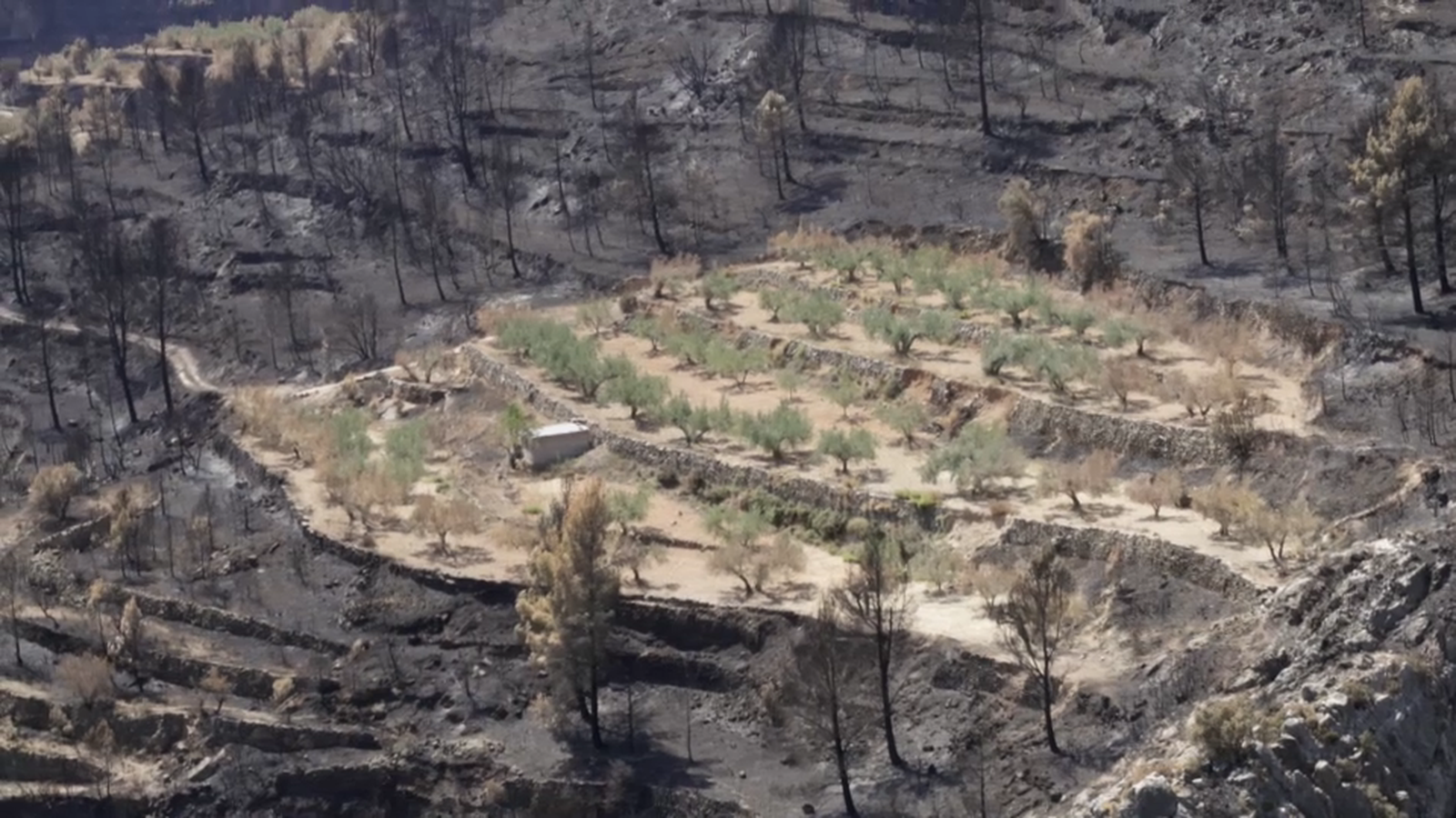 Imatge que mostra com els bancals actuen de tallafocs naturals i el foc pega la volta al terreny treballat