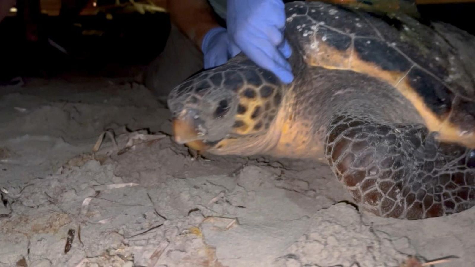 Este estiu ha marcat un rècord de nidificació de tortugues marines a les platges valencianes