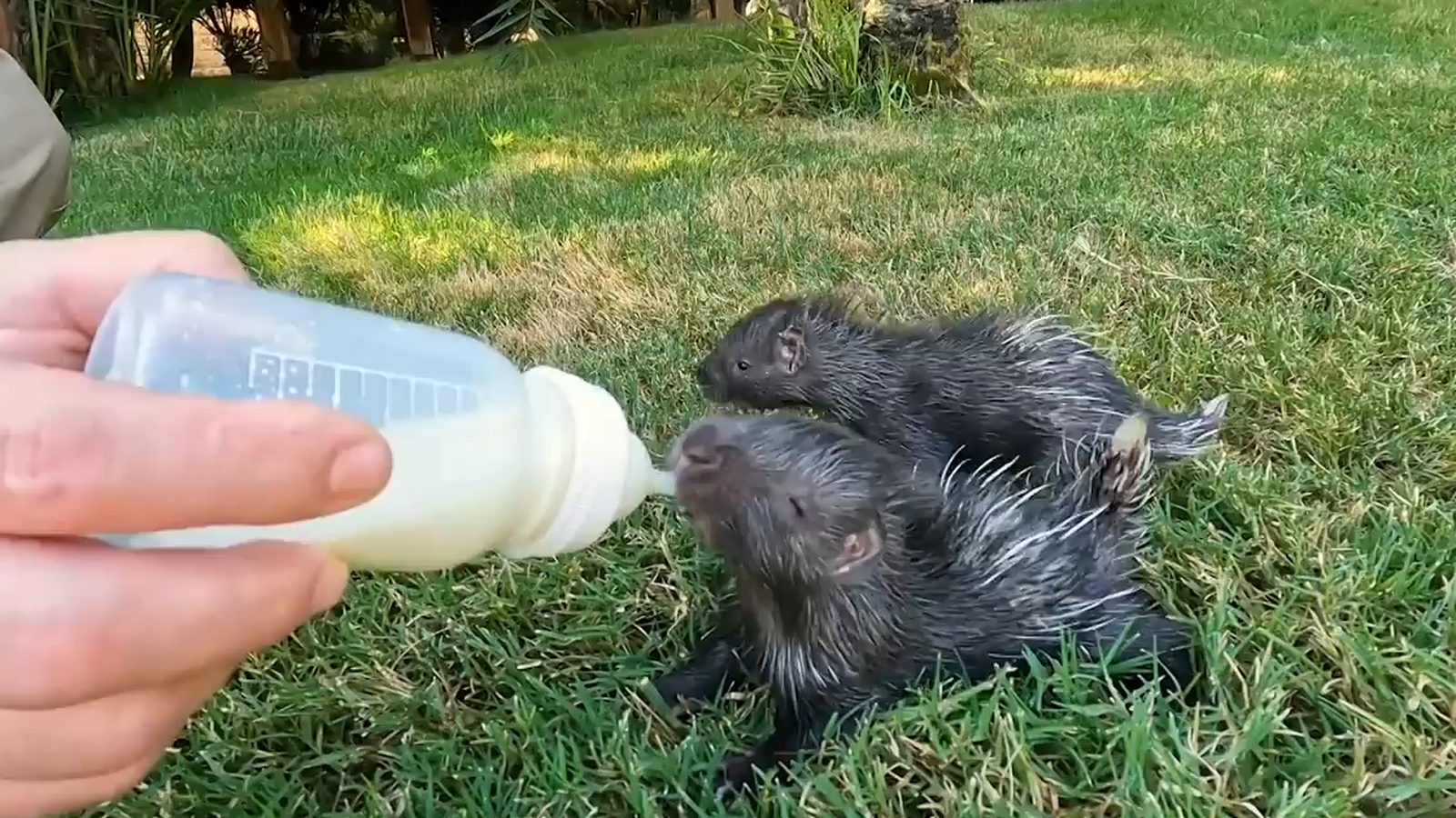 Naix a Bioparc una bessonada del porc espí més gran del món