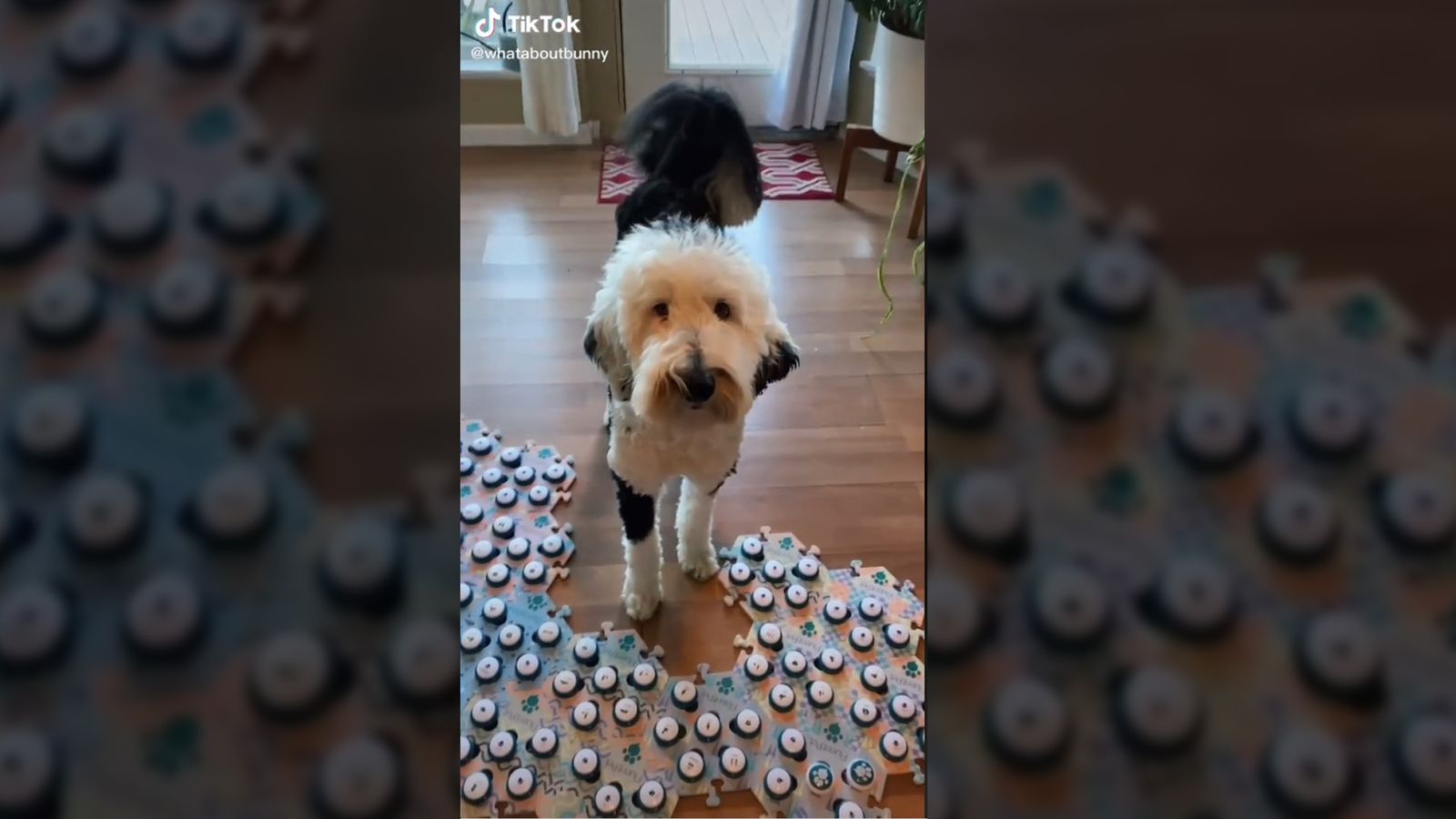 Bunny amb la seua catifa per a 'parlar'