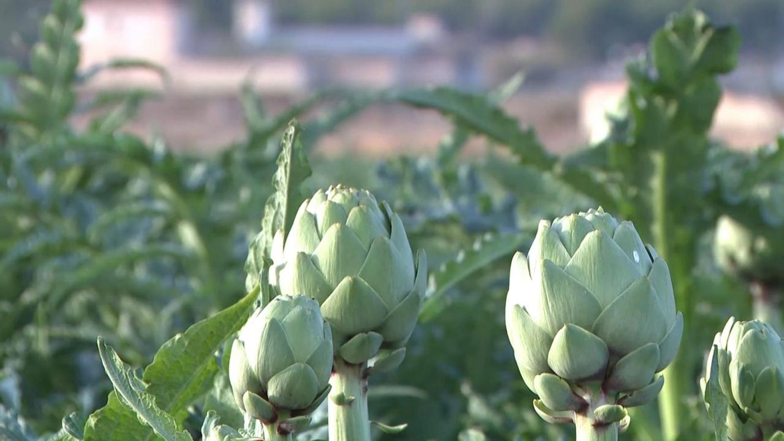Els camps de carxofes, en el punt de mira dels lladres