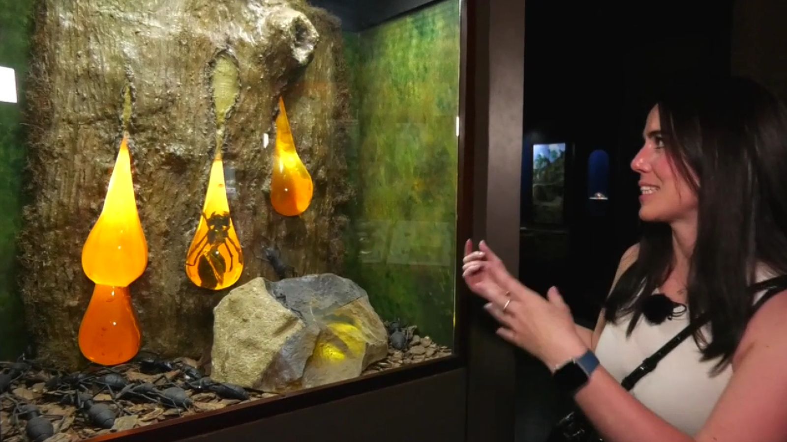 Amb l'alcoiana Nuria Gine farem una immersió fascinant en la història natural de la regió