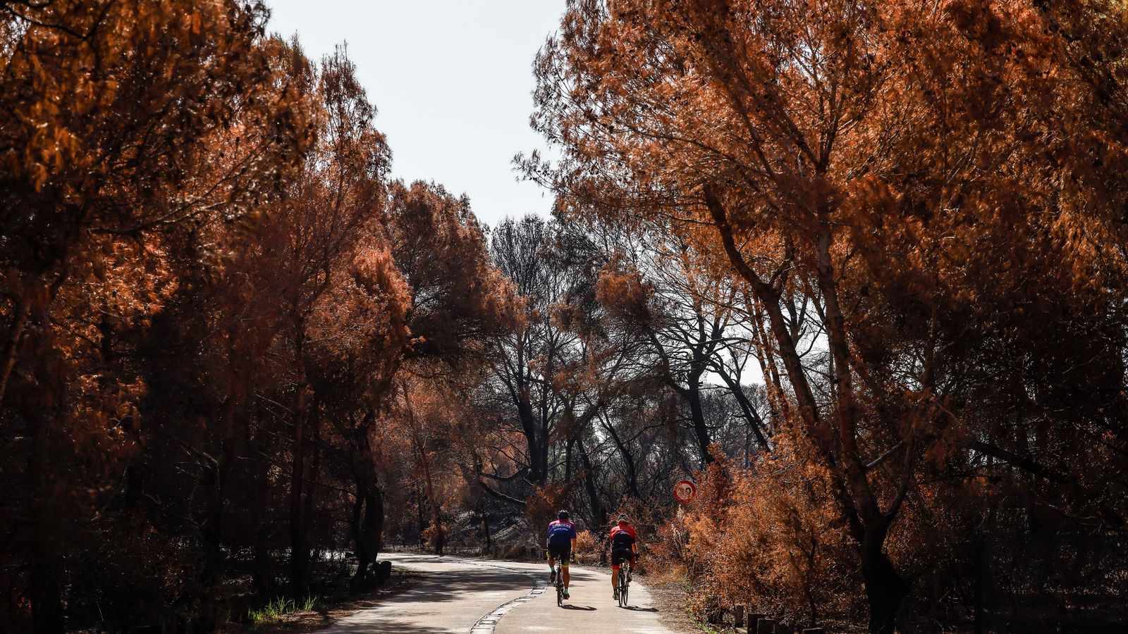 Zona cremada després de l'incendi al Saler