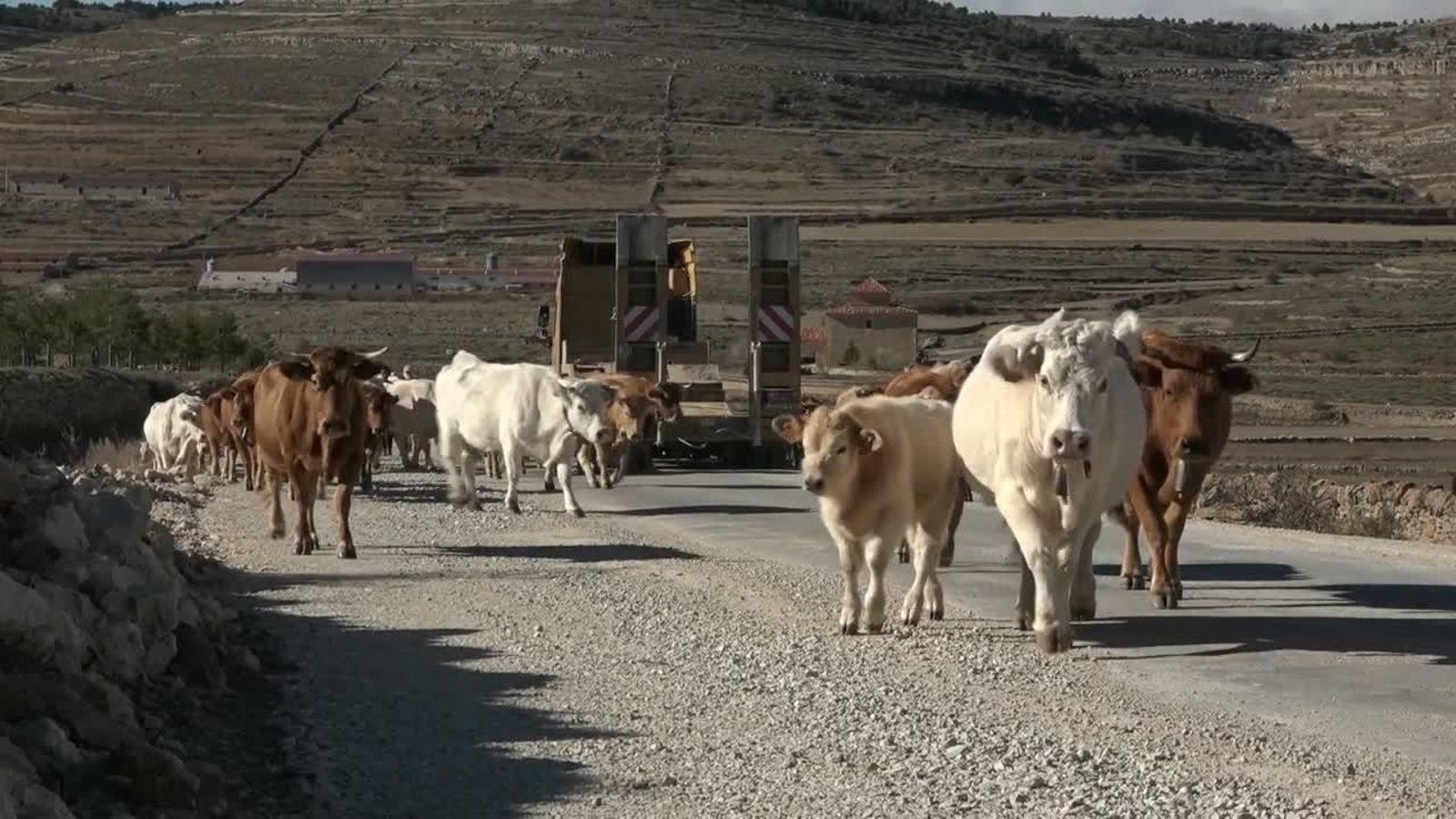 21.06.2018 | La transhumància, la ferradura i les tortugues marines
