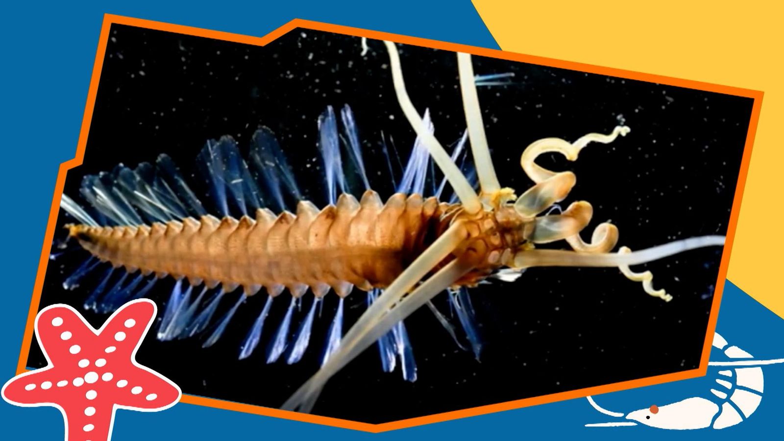 Els connectors de les profunditats