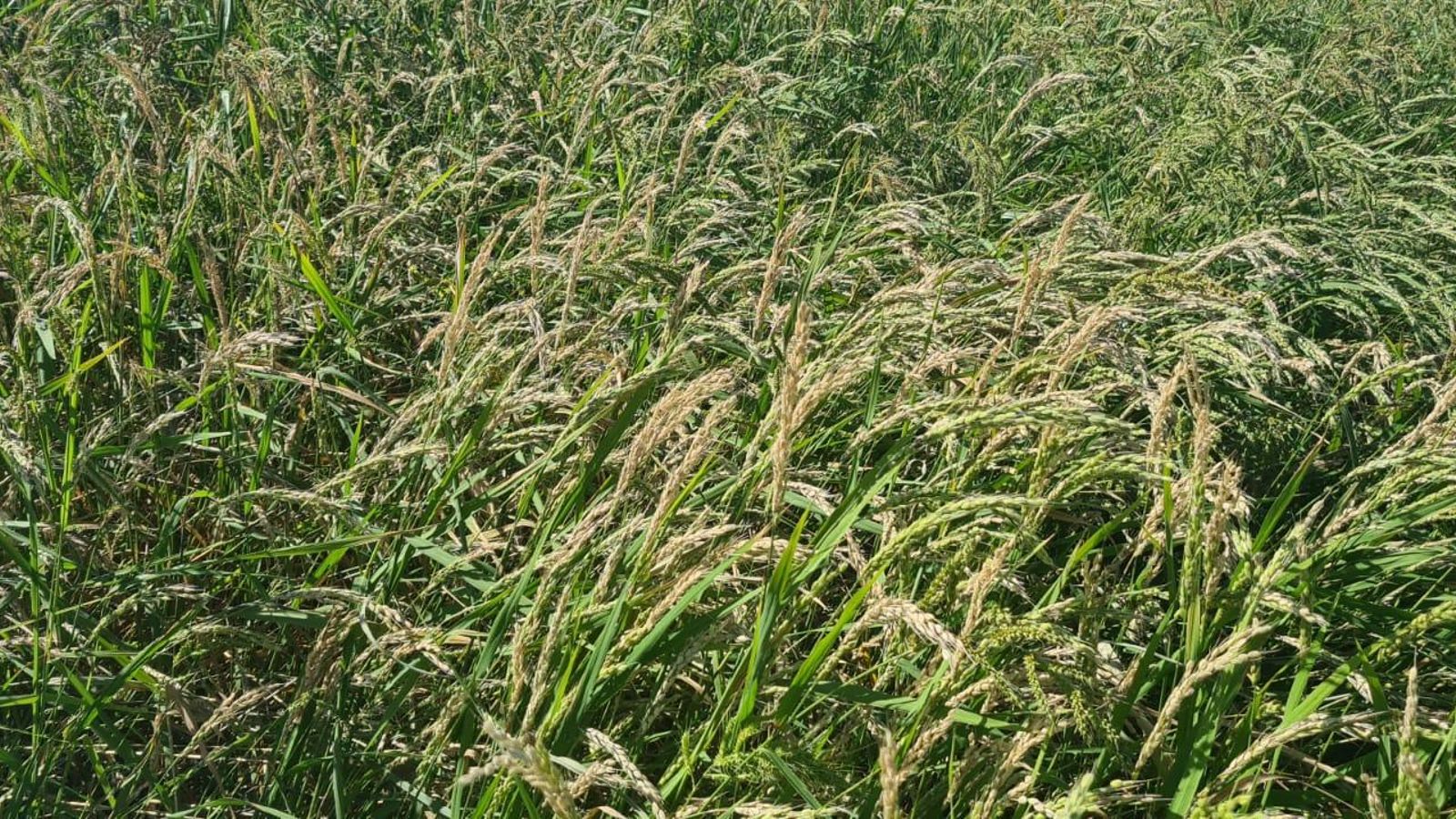 Plantes d'arròs danyades pel fong de la pyricularia, en color blanc en lloc de verd.