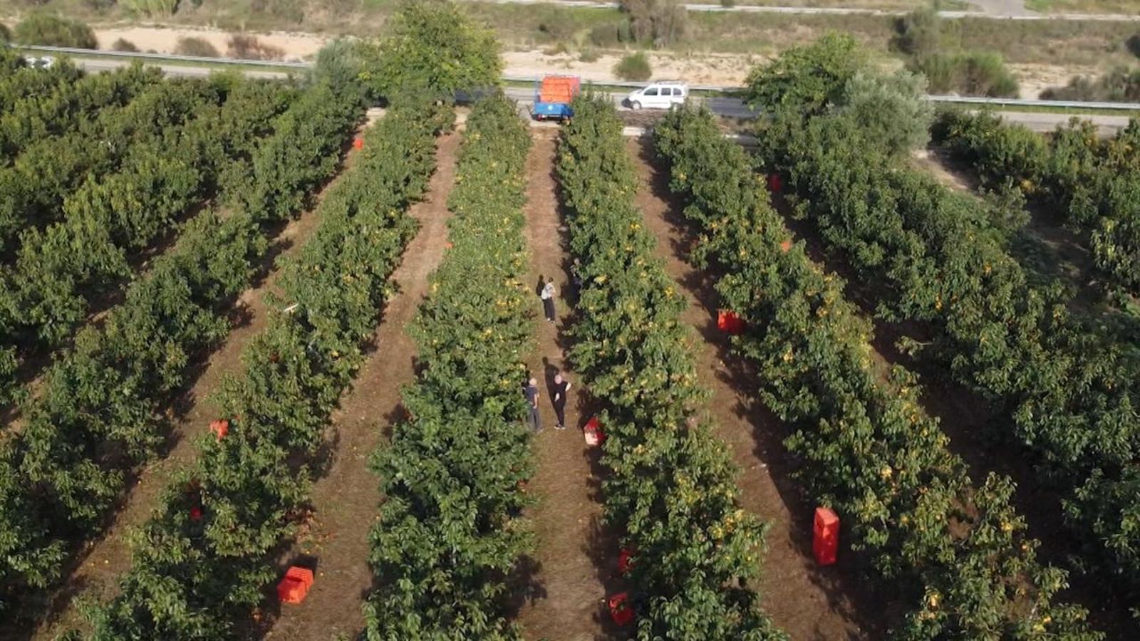 Camp de cítrics en una imatge d'arxiu