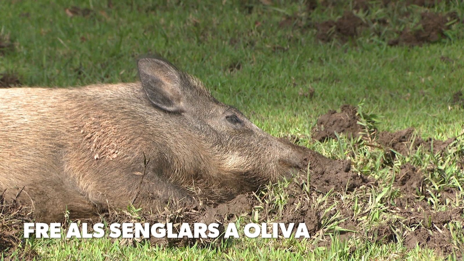 Fre als senglars a Oliva