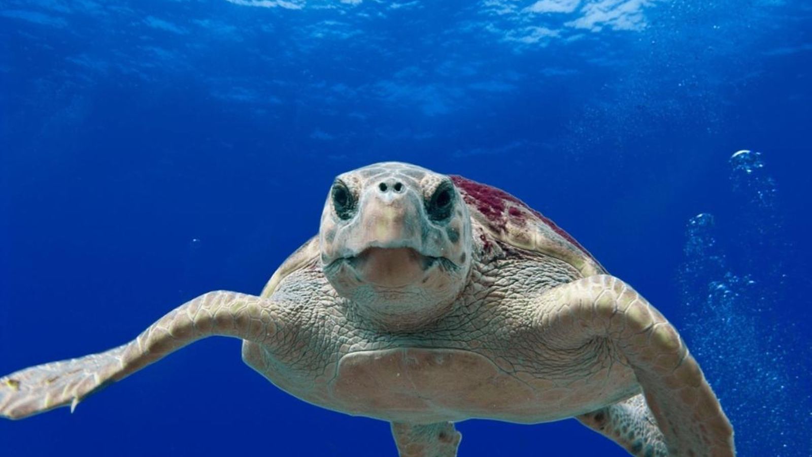 Tortuga bova