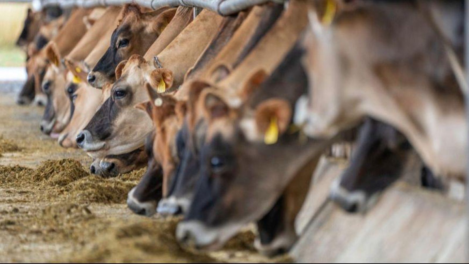 Els controls dels veterinaris de la Generalitat s'han intensificat davant la detecció de diversos casos en explotacions de les comarques del nord