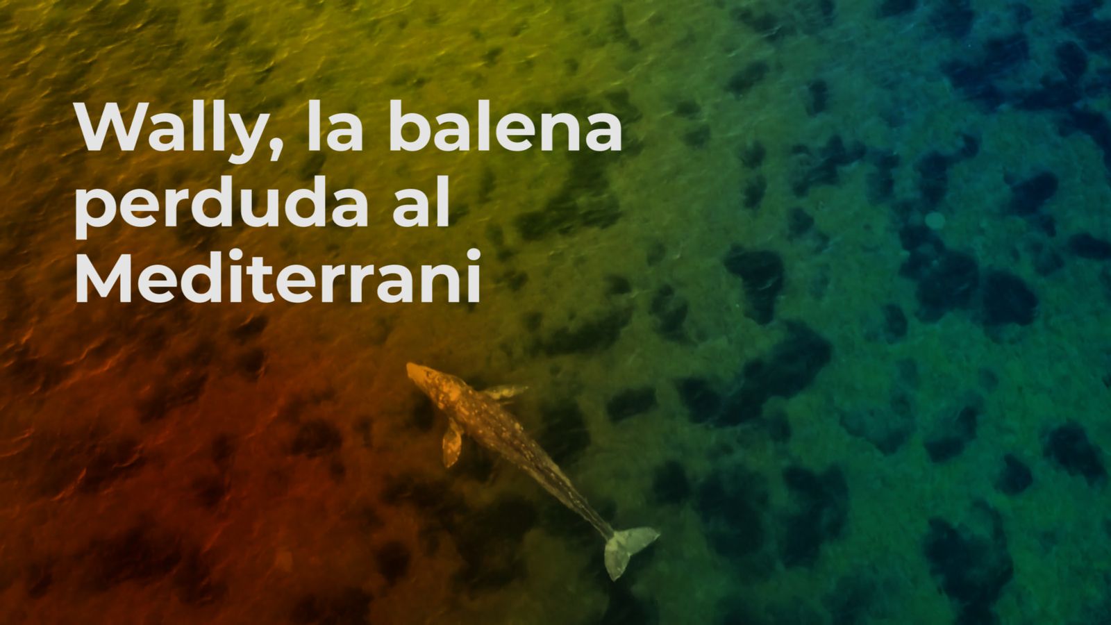 Wally, la balena perduda al Mediterrani