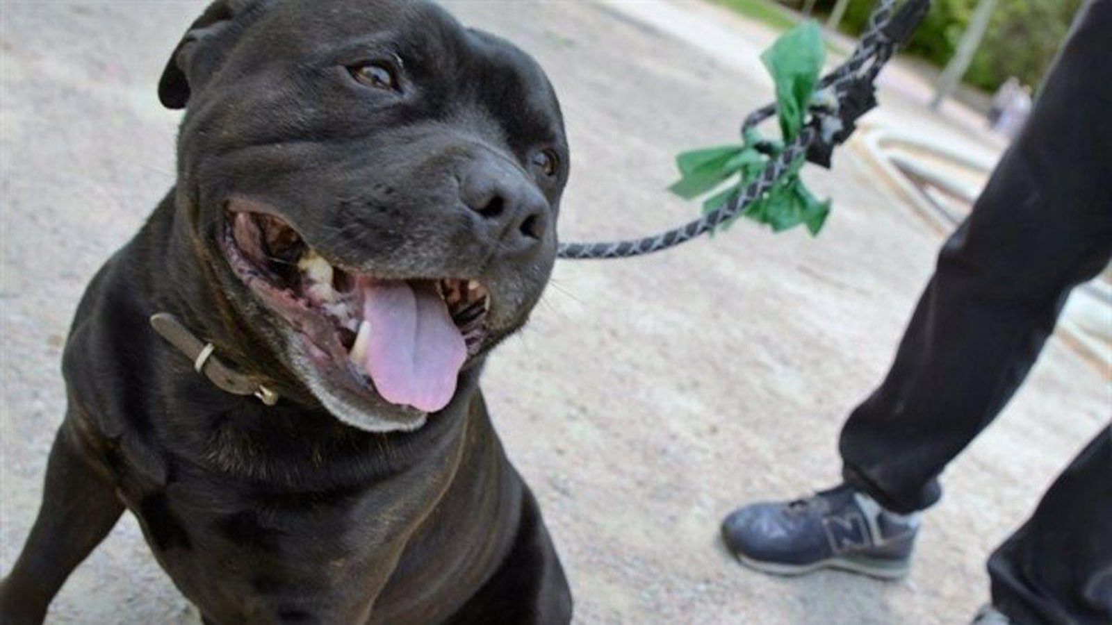 Imatge d'arxiu d'una raça de gos considerada potencialment perillosa.