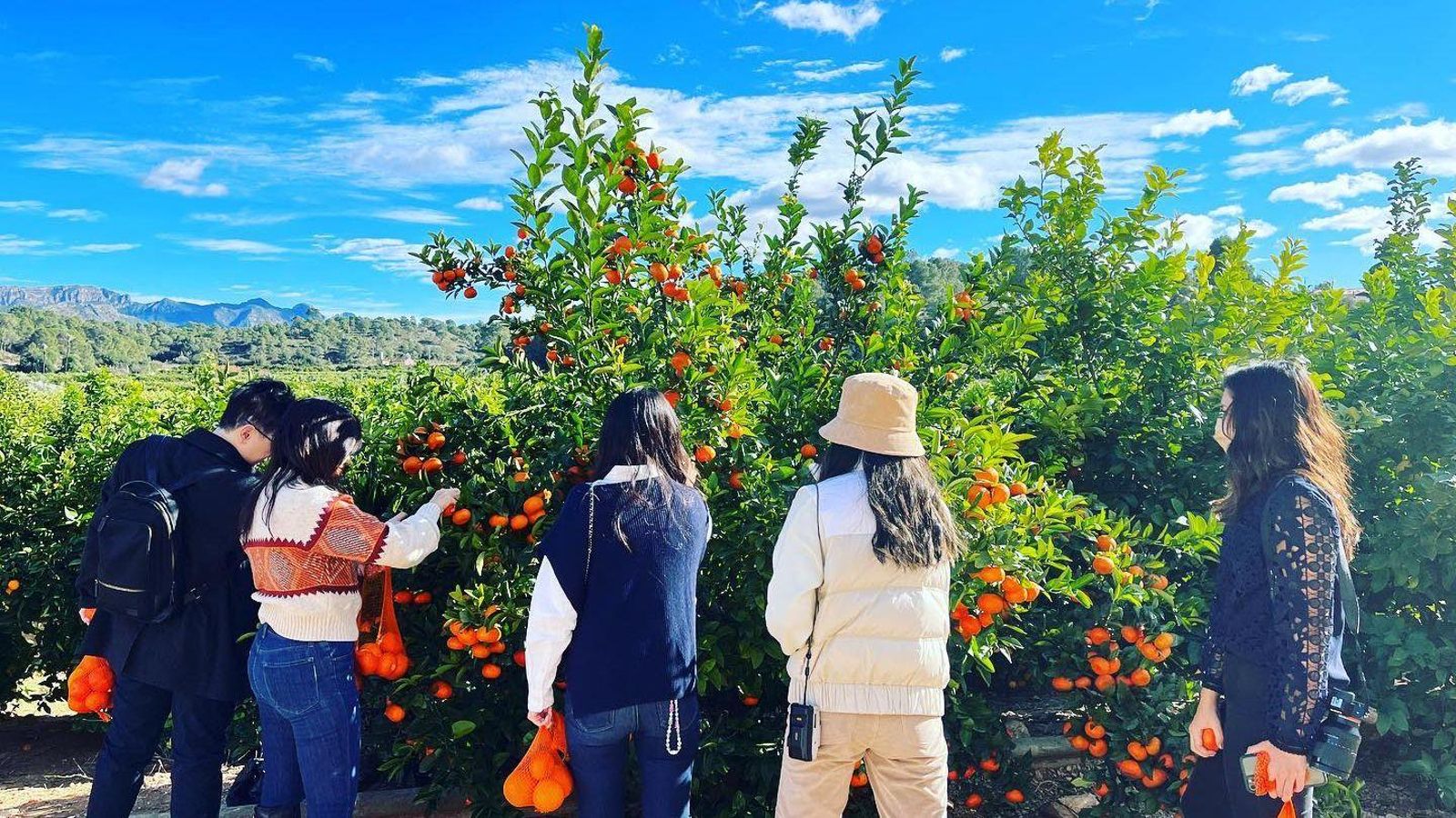 Un grup de persones recullen taronges a Huerto Ribera, a Carcaixent