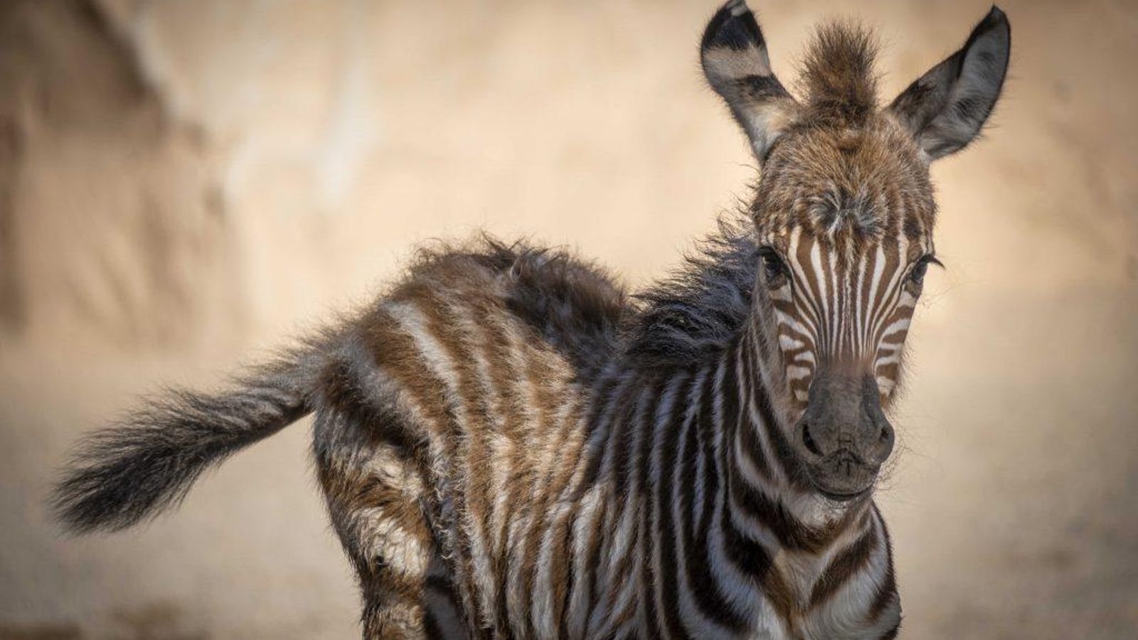 Primera zebra que naix al Bioparc de València