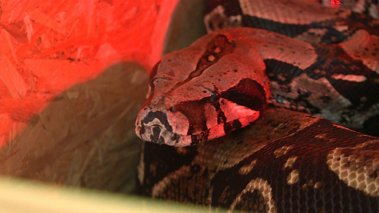 Una serp de 16 quilos i 3 metres que va ser abandonada a l'Horta Nord de València